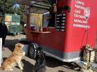 Dogs waiting in line for the food truck!