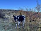 Here is a cow, of many, that I spotted on a hike