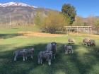 A family of sheep in the Mapuche community of Lago Rosario