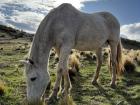 A horse munches grass near Laguna Willmanco in Esquel, Argentina