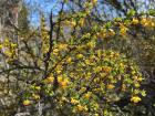 Calafate blooming in Lago Rosario