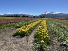 Tulipan fields in Trevelin, Argentina