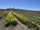 One of the main spring activities in Patagonia is going to see the tulip fields in Trevelin