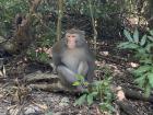 A Formosan Rock Macaque sitting in the forest