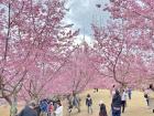 The cherry blossoms in central Taiwan