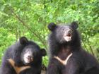 Two Formosan black bears