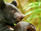 Formosan black bears eat lots of vegetation