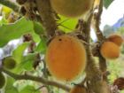 This is the lulo fruit, which is mainly used for delicious juices