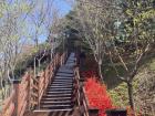 Royal azaleas lining steps up a mountain
