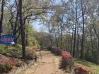 Royal azaleas on a mountain path