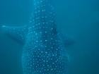 Whale sharks are not symmetrical, which means the spots are not the same on both sides