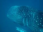 I think the spots on whale sharks look like stars in the night sky