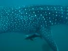 For an ID photo I need to get a picture of the whale shark right over its pectoral fin (the fin on the side).