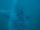 I use my underwater camera to take lots of photos of whale sharks!