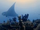 Healthy coral reefs attract large marine animals like this giant manta ray! 