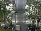 In the glasshouse, I'm studying the drought and heatwave responses of the trees pictured here