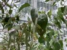 Eucalyptus leaves growing in the glasshouse... how many leaf shapes can you spot?