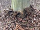 At the base of this Eucalyptus tree's trunk, it has shed its older outer bark so that the white-colored younger bark is exposed