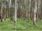 At this experimental forest, scientists from my university study things like drought recovery of Eucalyptus trees