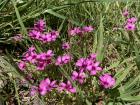 Oxalis articulata is non-native but is not invasive in Australia