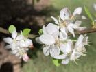 These flowers belong to an apple tree, which is not native to Australia but is well-loved!