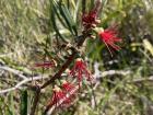 For me, blooming flowers such as this Melaleuca indicate the start of spring