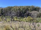 Bare branches stand where shrubs were burnt in the 2018-19 bushfires