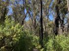 While they are still alive, these trees have blackened trunks as they burned in the 2018-19 bushfires