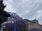 Bright purple Jacaranda trees are found all over Sydney