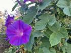 Morning glory flowers are beautiful, but they can be harmful in the wrong context