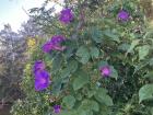 Morning glory vines can grow rapidly and cover native trees or bushes