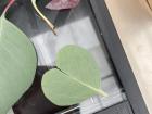 I was happy to notice this heart-shaped Eucalyptus leaf while doing research in the glasshouse