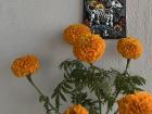Marigolds, or cempasúchil, are thought to help spirits return to their families on Day of the Dead