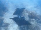 Pancho finds Maru! Mantas are highly social and some form 'friendships' with other mantas