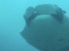 There is nothing quite like coming face to face with manta rays
