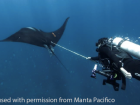 My teacher, Mauricio Hoyos, places an acoustic tag on a manta