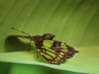 Scientists who ask questions about butterflies are called lepidopterists