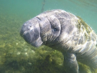 Do you think this baby manatee have more hair than usual, or are they all this hairy?