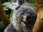 Do you love koalas? There may be a job for that!