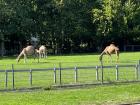 These camels are right next to the school