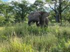 Elephants are one of the most interesting animals in Malawi