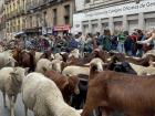 Sheep and goats as far as the eye can see!