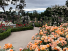 It feels like Alice in Wonderland in Retiro's Rosaleda!