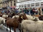 That big bell around the goat's neck helps shepherds locate the herd in large pastures