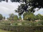 A lemon tree in a garden in Rome