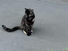 Here is one of my favorite street cats :)