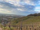 Wine grapes growing in the terraces on the hills surrounding the Elbe River