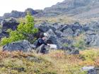 In summer, you can climb up the mountain to pick berries, yum!