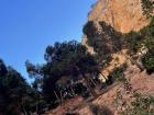 Aleppo pine trees on the side of one of the mountains along the Caminito with their curved trunks easily visible