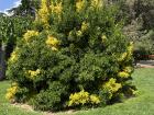 Here is a picture of some flowers at Retiro Park